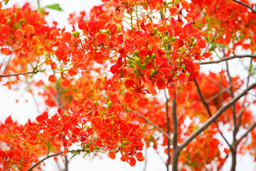 Orange Peacock Flower