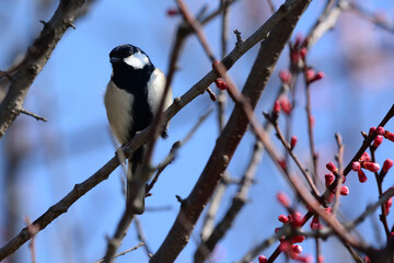 シジュウカラ