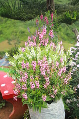 pink flowers in a garden