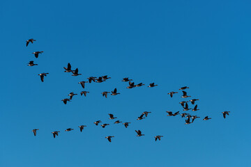 White-fronted Geese flying together through a clear blue sky
