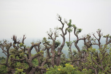 trees in the fog