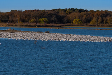 Fototapeta na wymiar Huge number of Laughing Gulls gathered on a sand bar in a lake