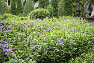 flowers in the garden