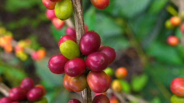 4k  Zoom Close up transition  Fresh red and green coffee berries background. Arabica and robusta coffee beans ripening on tree in in organic coffee plantation