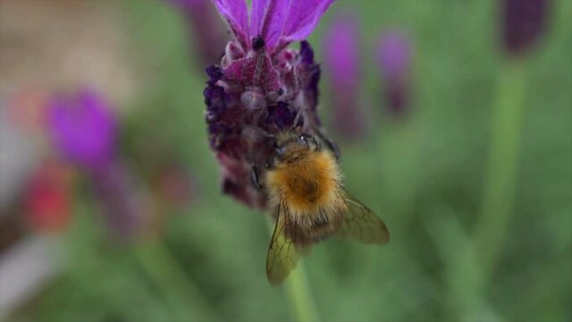 moving bee on purple heather in slow motion.
