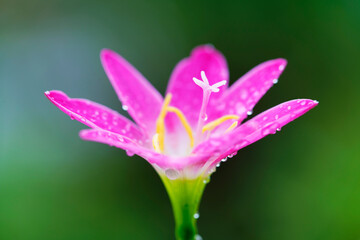 Fototapeta premium rain lily flower