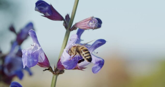Bee is pollinating the flowers of Salvia officinalis (sage)