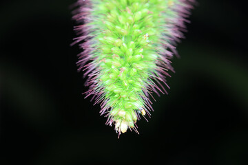 Panicle of Setaria in Gramineae