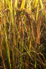 Rice fields in the beautiful morning fields.