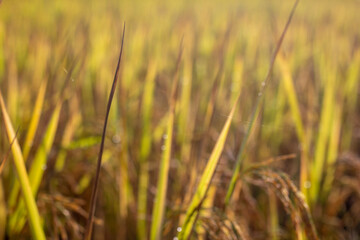 Rice fields in the beautiful morning fields.