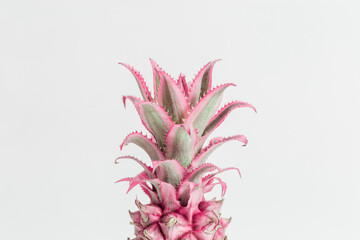 Close up Dwarf Ornamental pink Pineapple flower. One exotic plant top view. - Powered by Adobe