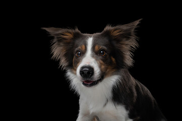 border collie funny portrait with tongue. happy dog in studio on black background. 
