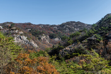 Fototapeta na wymiar Landscape of trees in fall colors on mountainside.