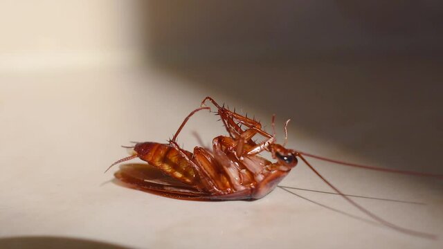 Cockroach lying upside down on floor in house and trying to get up on and stand close up, House cockroach lying upside down on floor carpet