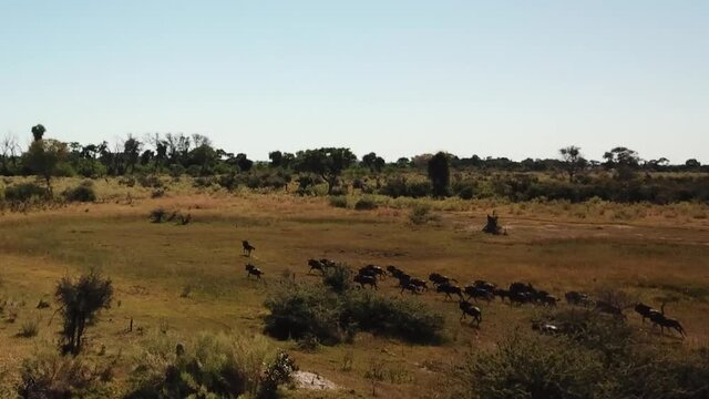 Aerial Fly Over View of a Large Herd  Lechwe Antelope,  Springbok and Zebras, Herd of Cape Buffalo Grazing and Running in the Okavango Delta, Botswana, Africa. Dron Shot