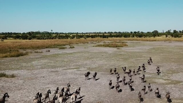 Aerial Fly Over View of a Large Herd  Lechwe Antelope,  Springbok and Zebras, Herd of Cape Buffalo Grazing and Running in the Okavango Delta, Botswana, Africa. Dron Shot