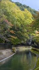 Fototapeta na wymiar river in autumn forest of kyoto, japan