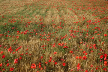 麦とポピーの草原