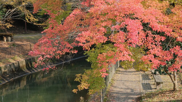 pink autumn leaves over the river in kyoto, japan © FF Classic Film 