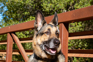 A portrait of a German Shepherd on a bridge