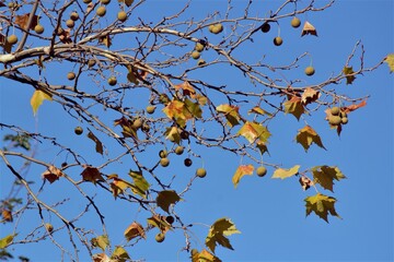 The tree under blue sky