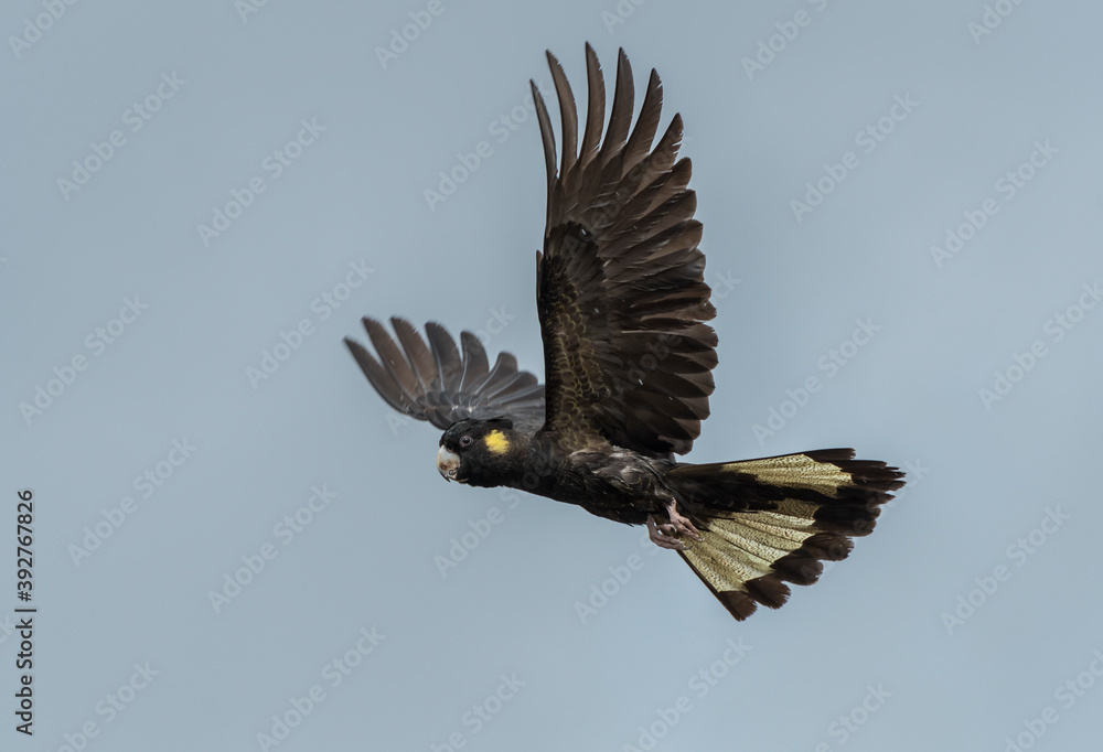 Wall mural black cockatoo (calyptorhynchus) in flight with an isolated blue background and copy space for text.