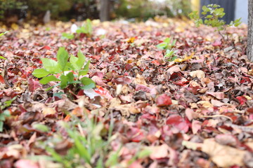autumn leaves in the park