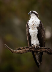 Osprey in Florida Portrait 