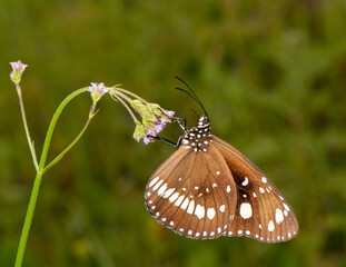 Common crow butterfly