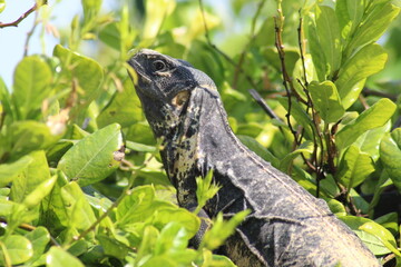 iguana on a tree