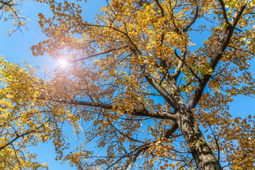 Yellow ginkgo forest in Jinqiu Park