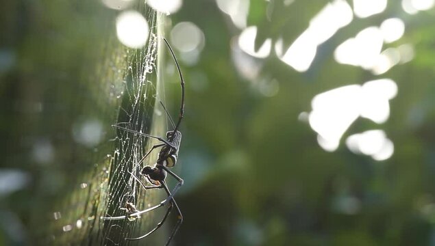 spider on web are known for the impressive webs they weave