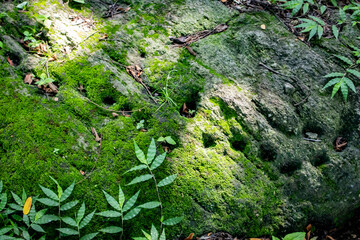 Closeup of a Rock Covered with Moss with Holes Carved by an Ancient Pre-Colombian Native Group in the Rain Forest of Zapatera Island outside of Granada, Nicaragua