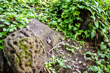 Rocks Overgrown with Ivy Show Signs of a Pre-Colombian Civilization in the Rain Forest of Zapatera Island outside of Granada, Nicaragua