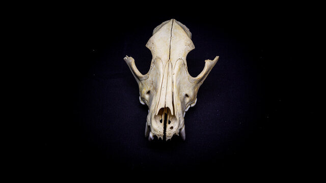 Dog skull isolated on black background. Animal skull.