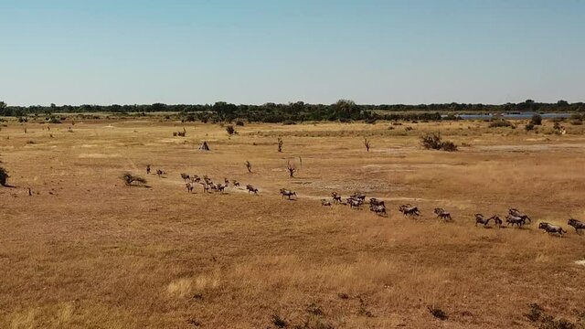 Aerial Fly Over View of a Large Herd  Lechwe Antelope,  Springbok and Zebras, Herd of Cape Buffalo Grazing and Running in the Okavango Delta, Botswana, Africa. Dron Shot