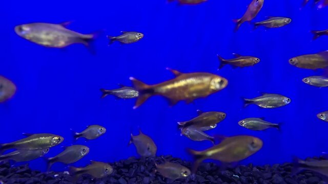 Vibrant school of silver fish swimming in blue lit colourful aquarium