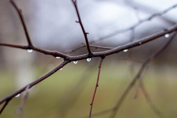 Water drops after rain on tree branches with a blurred background.