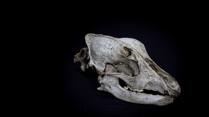 Skull of a dog with the remains of the spine, side view, isolated on black background. Animal skull.