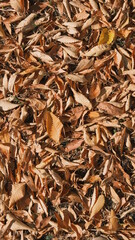 texture of many dry leaves