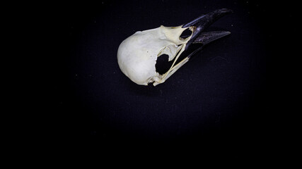 raven skull, side view, on a black background. animal skull.