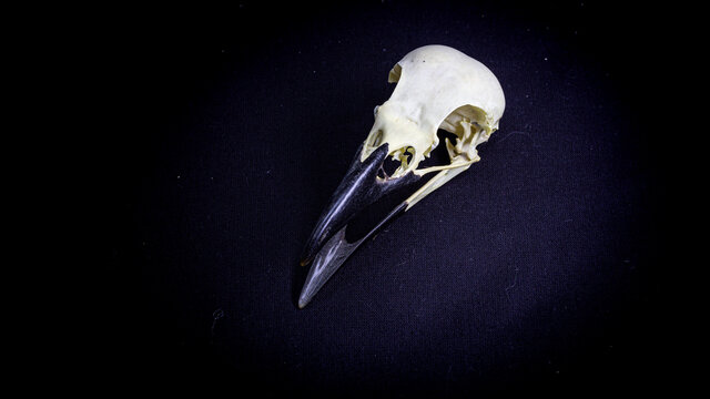 skull of a raven, on a black background. animal skull.