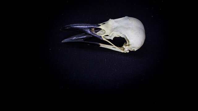 raven skull, side view, on a black background. animal skull.