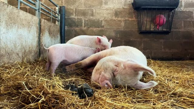 Family of hungry piglets suckling on sow mother in hat farm barn