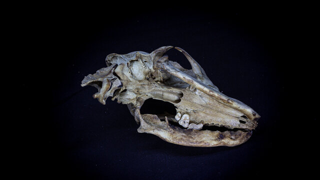 Skull of a dog with the remains of the spine, bottom view, isolated on a black background. Animal skull ..