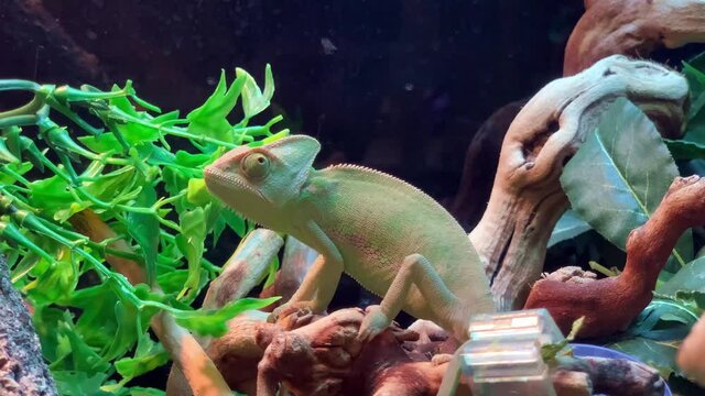 Tropical chameleon reptile sitting on tree branch reptilian pet shop display