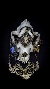Skull of a dog with various vintage jewelry and other decorations isolated on black background. Animal skull.