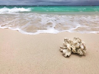 seashell on the beach