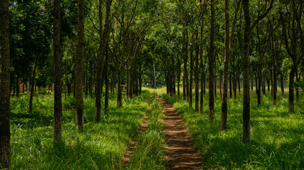 path in the forest