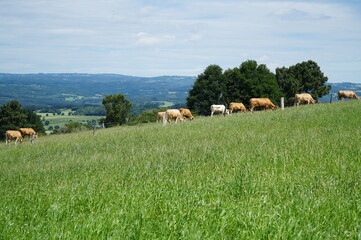 丘の上の放牧牛